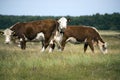 Laesoe island cows